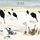 Artikelbild von Frost On Fiddles