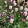 Artikelbild von In the blossoming park