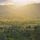 Artikelbild von Sunset in Langeudoc
