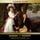 Artikelbild von Middlemarch