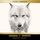 Artikelbild von White Fang