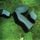 Artikelbild von Heart Pressed Between Stones