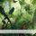 Artikelbild von The Rainforest and its Animals