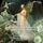 Artikelbild von Mendelssohn: Ein Sommernachtstraum (A Midsummer Ni