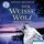 Artikelbild von Der weisse Wolf