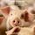 Artikelbild von Herr Uckimann - Abenteuer im Schweinestall