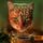 Artikelbild von Warrior Cats - Das gebrochene Gesetz. Finsternis im Inneren