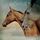 Artikelbild von Horses Speak of God
