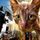 Artikelbild von Katze Karla und Kater Pirat