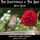 Artikelbild von The Nightingale & the Rose