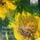 Artikelbild von Lekeu:French Cello Sonatas Volume 5