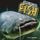 Artikelbild von Creepy but Cool Fish