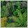 Artikelbild von Evergreen Forest