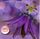 Artikelbild von Joyful Sadness
