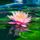 Artikelbild von Lotus lake