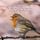 Artikelbild von Fr&uuml;hlingserwachen: Vogelgesang