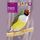 Artikelbild von Diamante de Gould