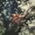 Artikelbild von Obscured by Clouds