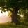 Artikelbild von The Tree