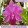 Artikelbild von Rosalinda und die sprechende Orchidee