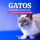 Artikelbild von Gatos Curiosidades do Mundo Felino