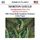 Artikelbild von Symphonettes 2-4/Spirituals for Orchestra