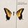 Artikelbild von Brand New Eyes
