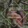 Artikelbild von The Adventures of Chatterer the Red Squirrel