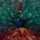 Artikelbild von Opeth: Sorceress