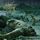 Artikelbild von The Anthropocene Extinction