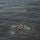 Artikelbild von Not Waving,But Drowning (Vinyl)