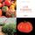 Artikelbild von Los tomates - cultivo, cuidados y condejos pr&aacute;cticos