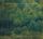 Artikelbild von Forest