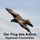 Artikelbild von Der Flug des Adlers