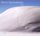 Artikelbild von Gaillard/Bartholomee/Eyckmans/Merckaert: Soli