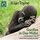 Artikelbild von Gorillas in Our Midst