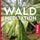 Artikelbild von Waldmeditation