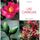 Artikelbild von Las camelias - Cultivo y cuidados