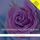Artikelbild von The Nightingale and the Rose