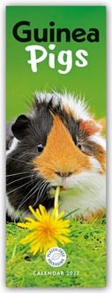 Produktbild: Guniea Pigs &ndash; Meerschweinchen 2027 &ndash; Slimline-Kalender