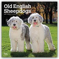 Produktbild: Old English Sheepdog &ndash; Bobtail &ndash; Altenglischer Sch&auml;ferhund 2027 &ndash; 16-Monatskalender