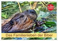 Produktbild: Das Familienleben der Biber (Wandkalender 2026 DIN A2 quer), CALVENDO Monatskalender