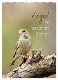 Produktbild: V&ouml;gel im heimischen Garten (Wandkalender 2026 DIN A2 hoch), CALVENDO Monatskalender
