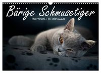 Produktbild: B&auml;rige Schmusetiger - Britisch Kurzhaar / CH-Version (Wandkalender 2026 DIN A3 quer), CALVENDO Monatskalender