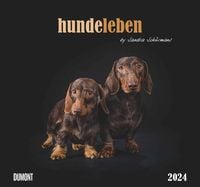 Bild vom Artikel Hundeleben 2024 - DUMONT Wandkalender - mit den wichtigsten Feiertagen - Format 38,0 x 35,5 cm vom Autor 