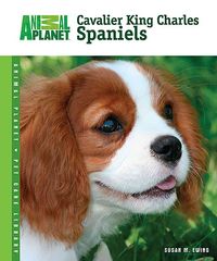 Produktbild: Cavalier King Charles Spaniels