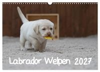 Produktbild: Labrador Welpen (Wandkalender 2027 DIN A3 quer), CALVENDO Monatskalender
