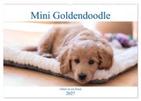 Produktbild: Mini Goldendoodle - Gl&uuml;ck ist ein Hund (Wandkalender 2027 DIN A2 quer), CALVENDO Monatskalender