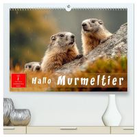 Produktbild: Hallo Murmeltier (hochwertiger Premium Wandkalender 2026 DIN A2 quer), Kunstdruck in Hochglanz
