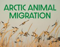 Produktbild: Arctic Animal Migration